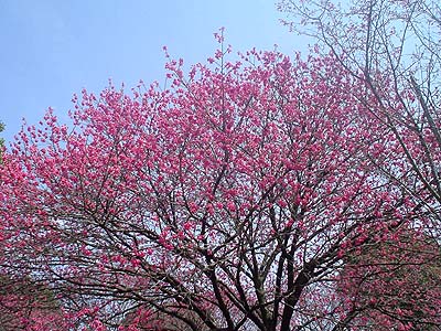こっちも桜だよーん.jpg